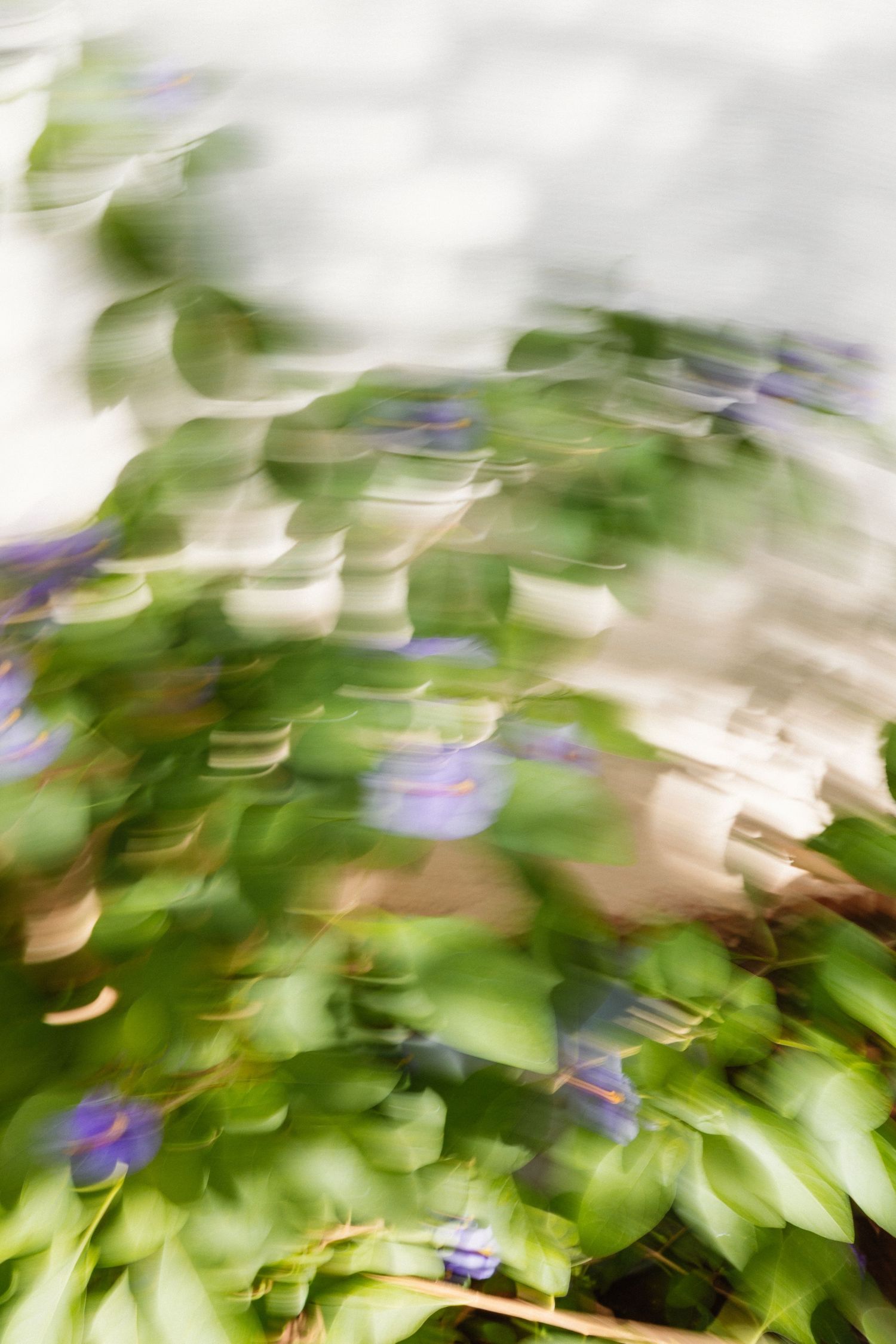 Abstract motion blur of green foliage with purple flowers.