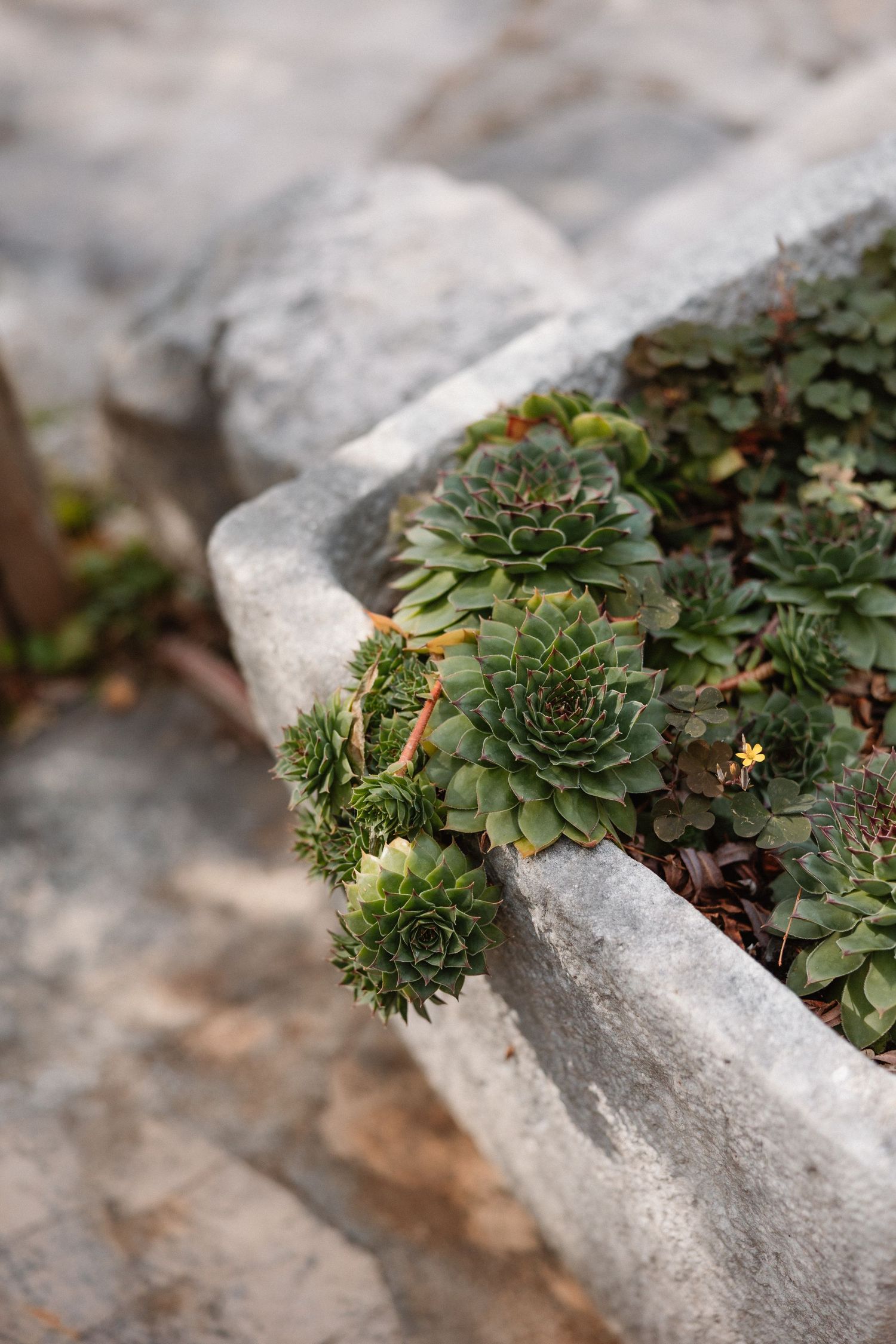 Succulent plants growing between stone cracks creating a natural garden effect.