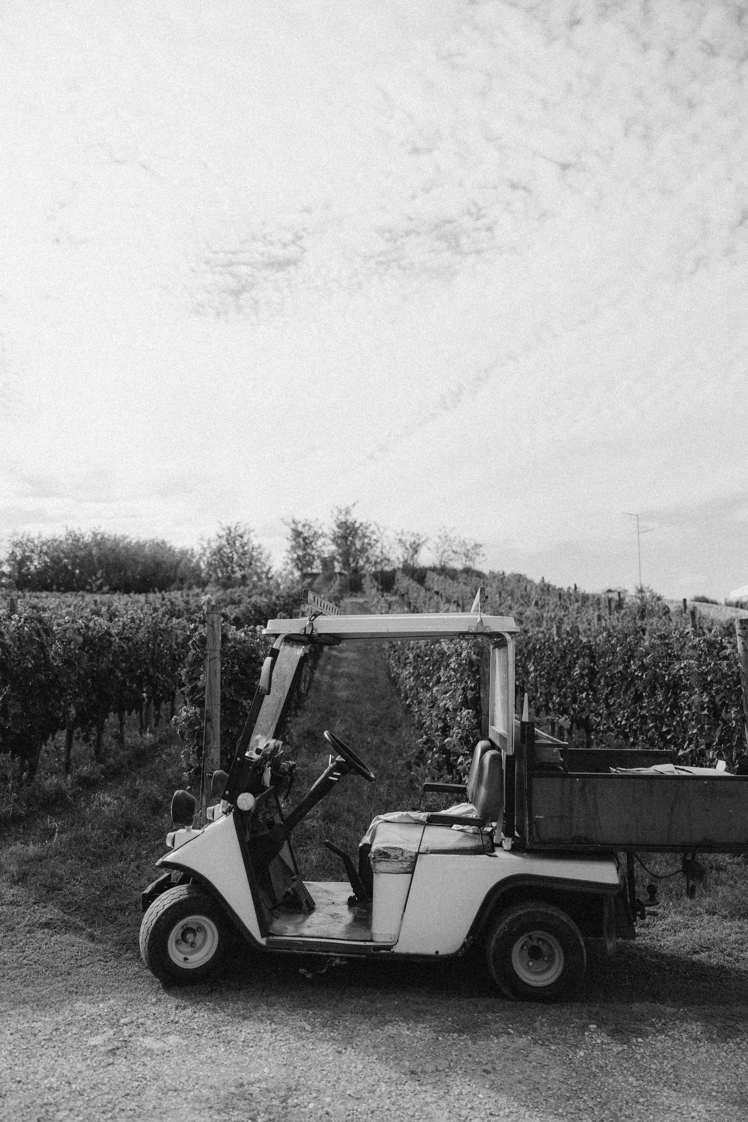 Golf carts parked in a row near vineyard rows during harvest season in Italy.