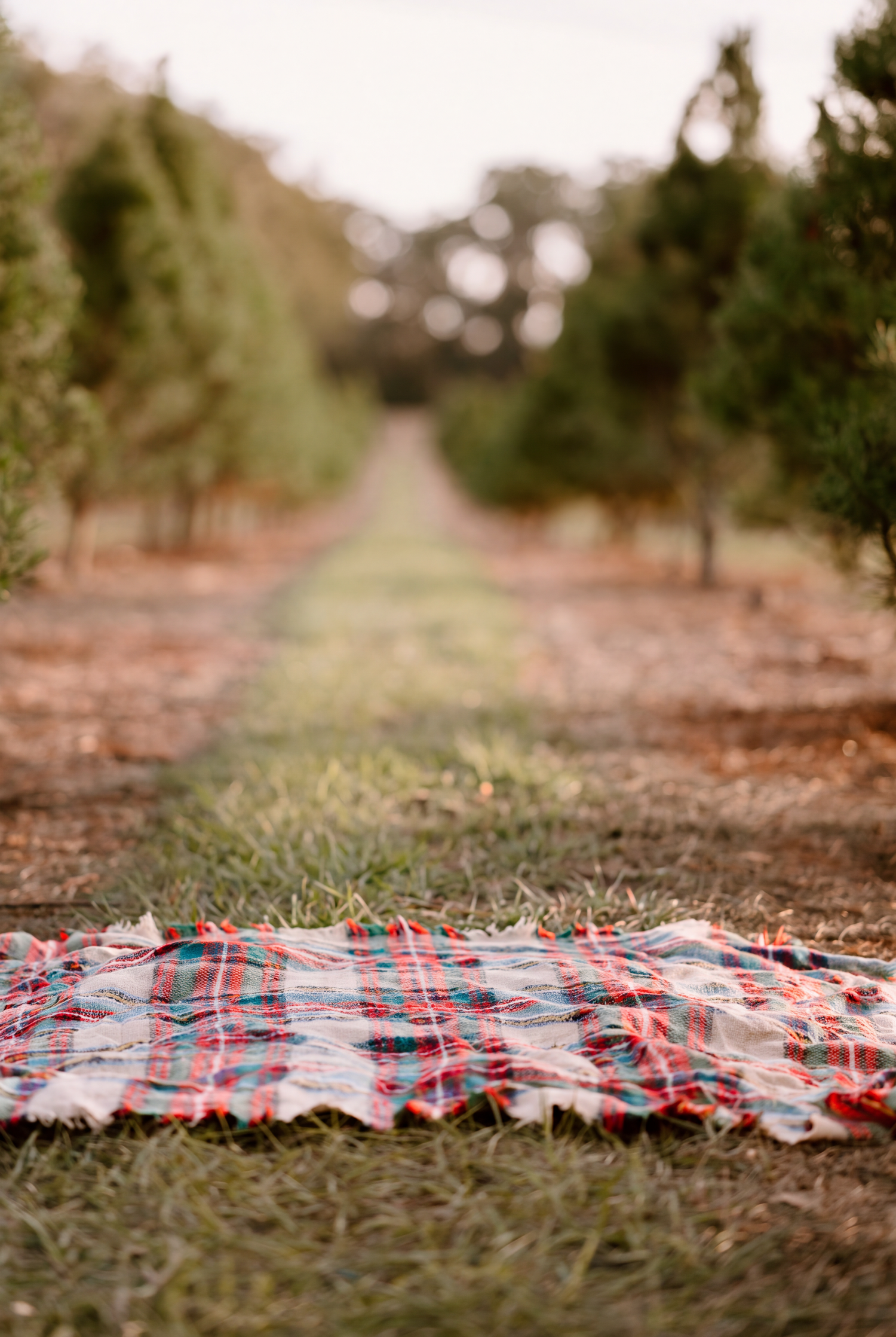 Plaid picnic blanket spread on grass between rows of trees in a serene orchard setting.