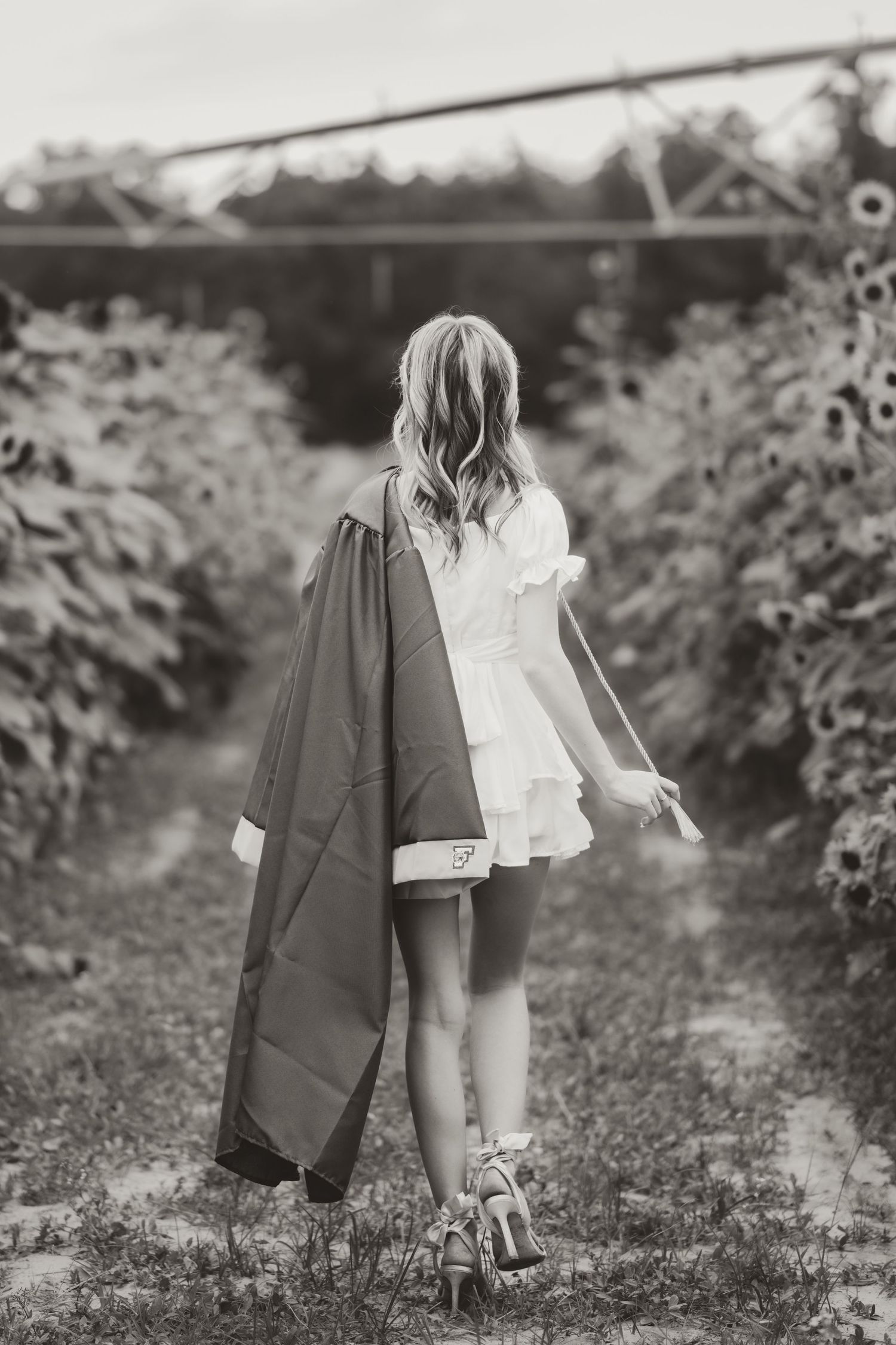 Black and white image of a path through flowering plants.