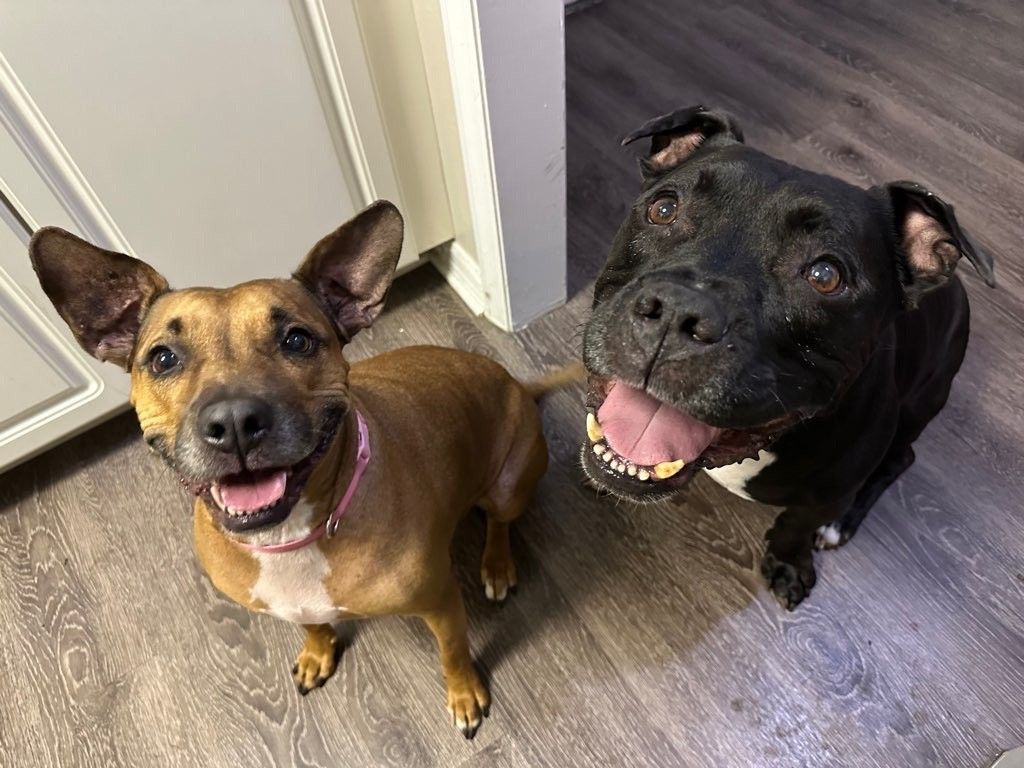 Two happy dogs, a brown mixed breed and a black Pit Bull, sitting together on hardwood floors indoors.