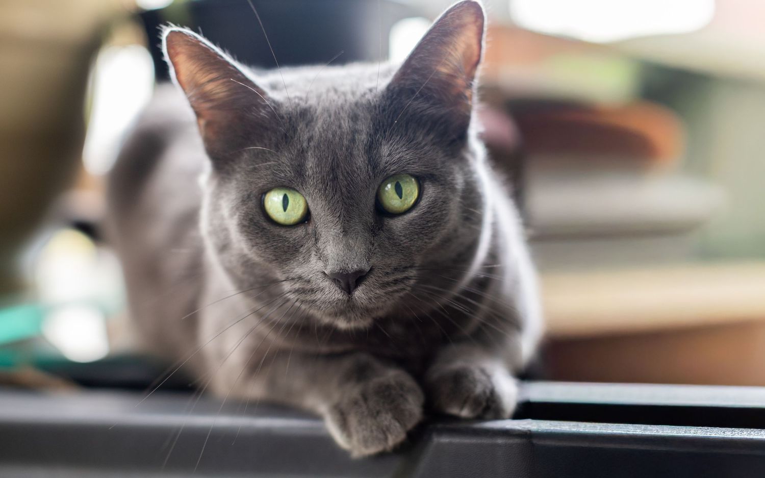 A sleek gray Russian Blue cat with striking green eyes resting on a surface, gazing directly at the camera.