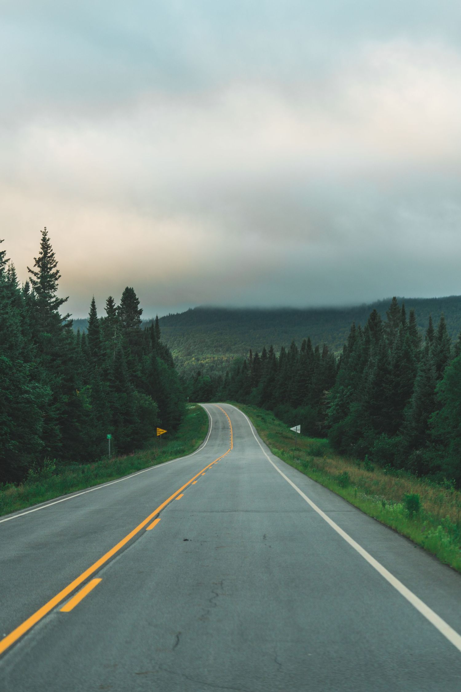 Scenic road lined with pine trees leading into the mountains under a cloudy sky.