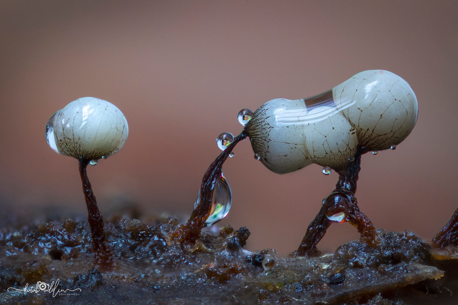 Macro photo of two tiny mushrooms with water droplets on a dark surface, resembling figures in a misty, ethereal scene.
