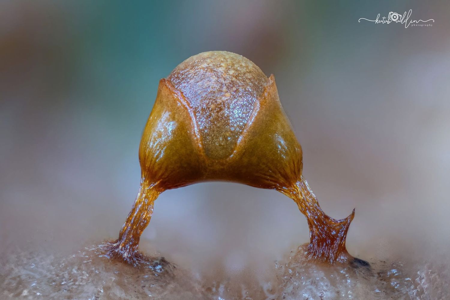 Close-up macro photo of a small brown sea slug or nudibranch on a textured surface underwater.