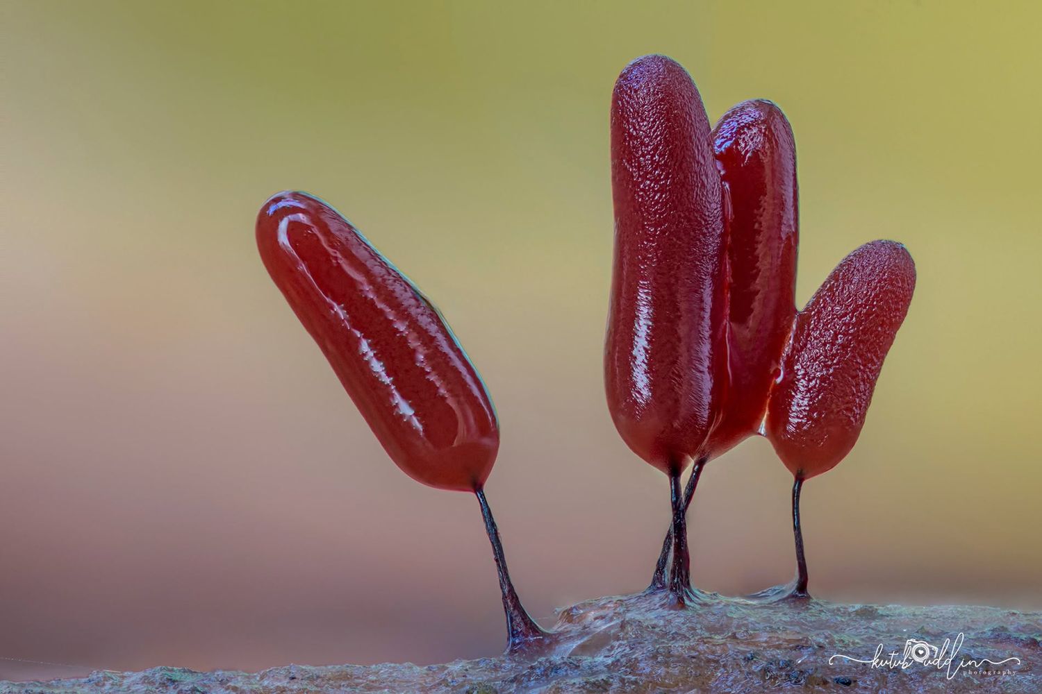 Close-up macro photo of vibrant red slime mold sporangia on thin stalks against a soft yellow background.