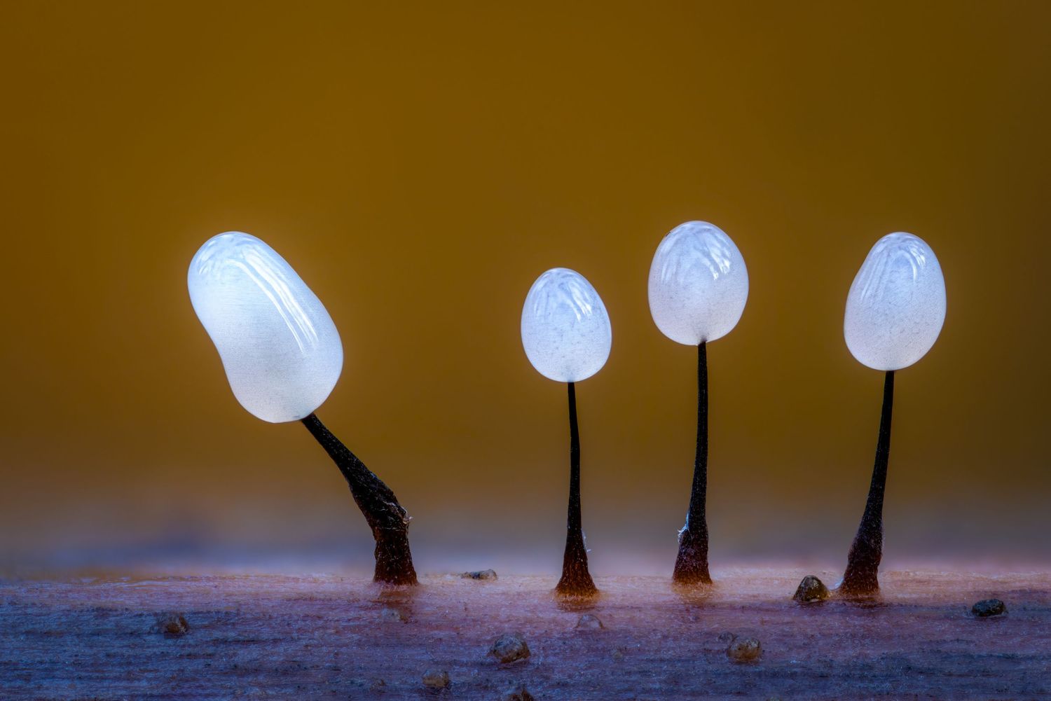 Kutub Uddin world’s  best slime molds, macro, fungi/mushroom photographer. join his photography workshops.  Online and on field workshops.