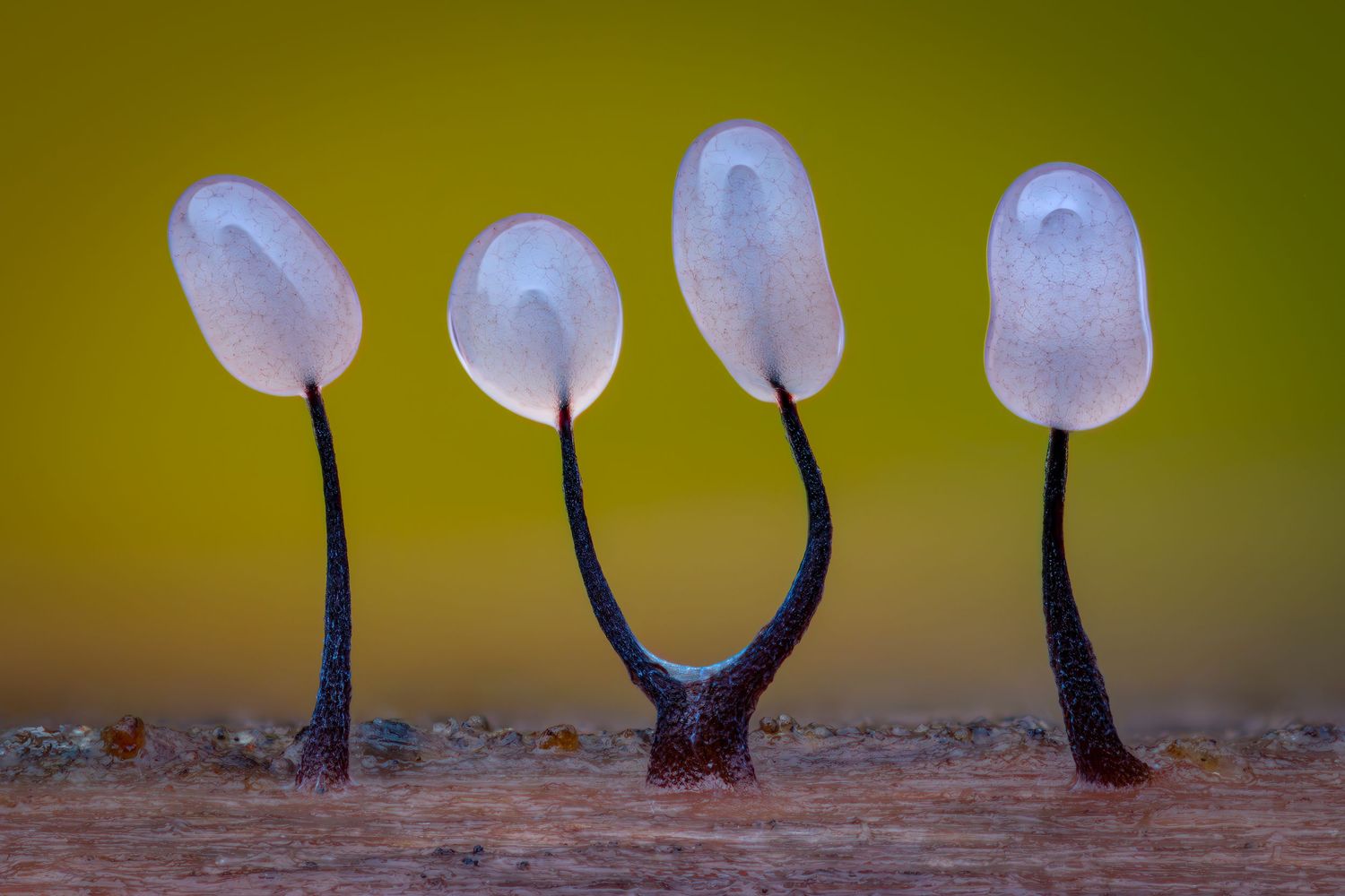 Kutub Uddin world’s  best slime molds, macro, fungi/mushroom photographer. join his photography workshops.  Online and on field workshops.