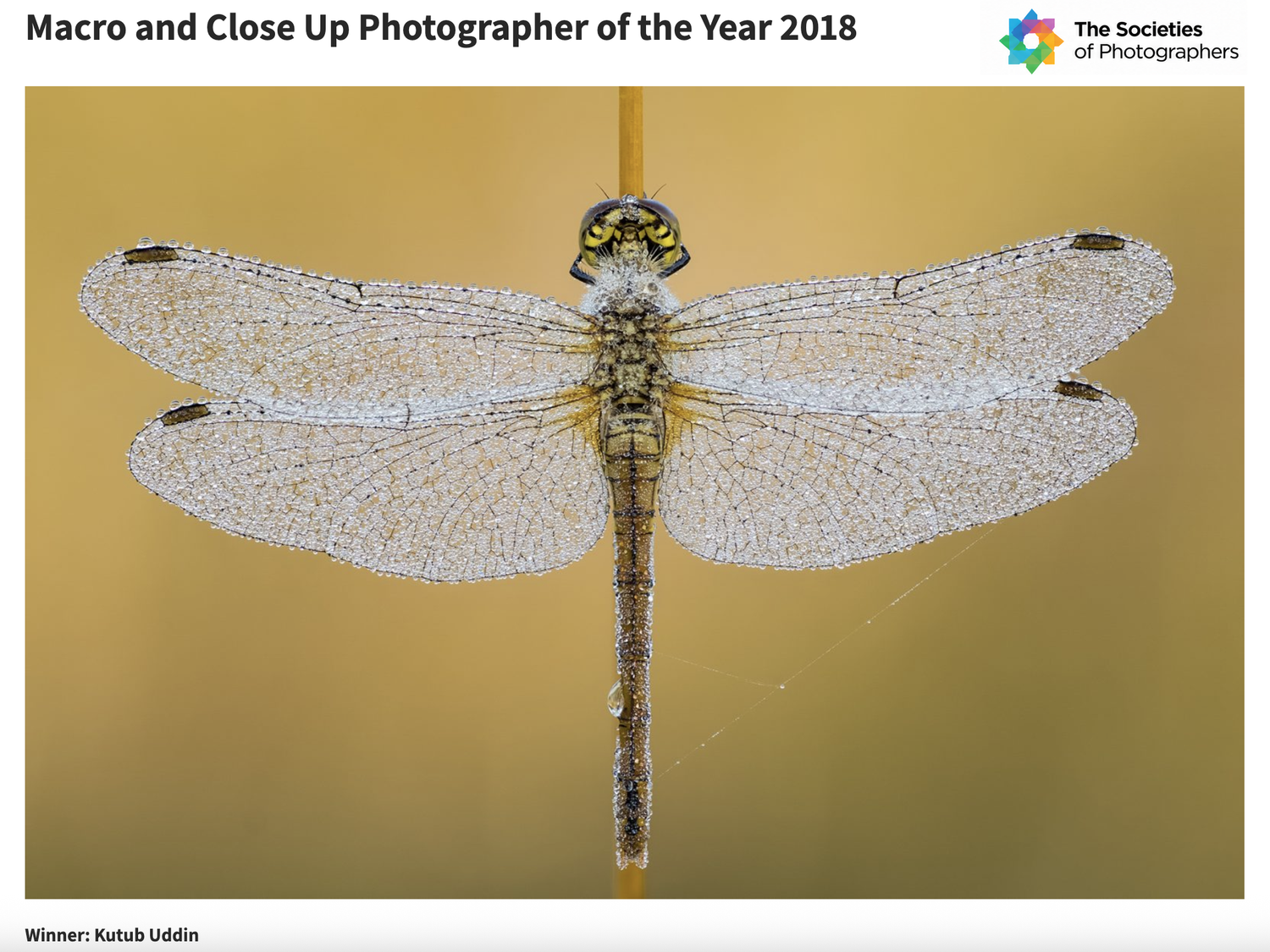 The societies Macro and close-up photographer of the year 2018