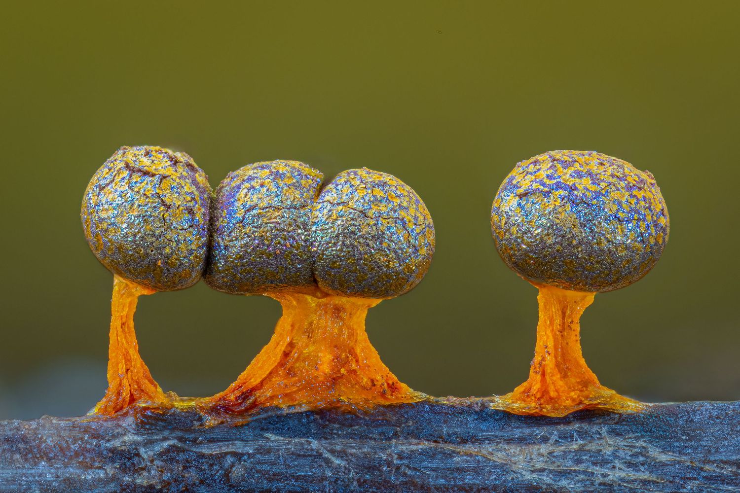 Kutub Uddin world’s  best slime molds, macro, fungi/mushroom photographer. join his photography workshops.  Online and on field workshops.