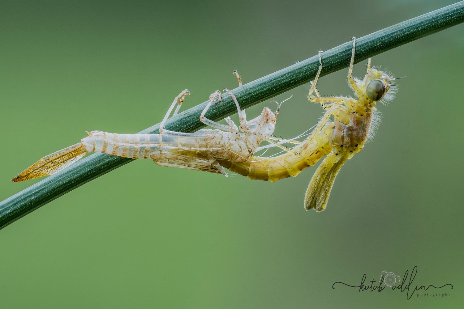 Kutub Uddin world’s  best slime molds, macro, fungi/mushroom photographer. join his photography workshops.  Online and on field workshops.