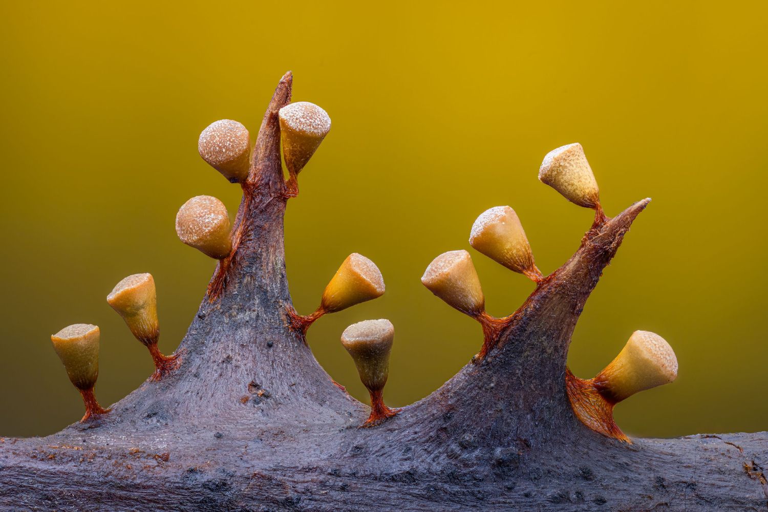 Kutub Uddin world’s  best slime molds, macro, fungi/mushroom photographer. join his photography workshops.  Online and on field workshops.