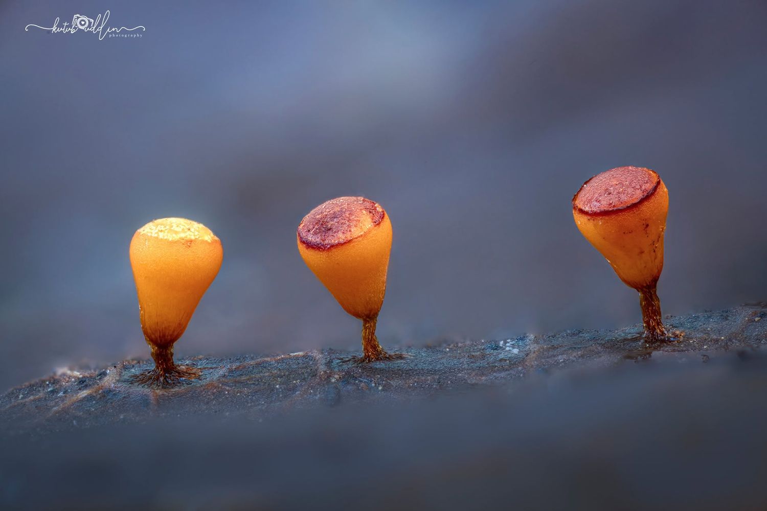 Three tiny orange slime mold sporangia on slender stalks growing on a dark surface, captured in macro photography.