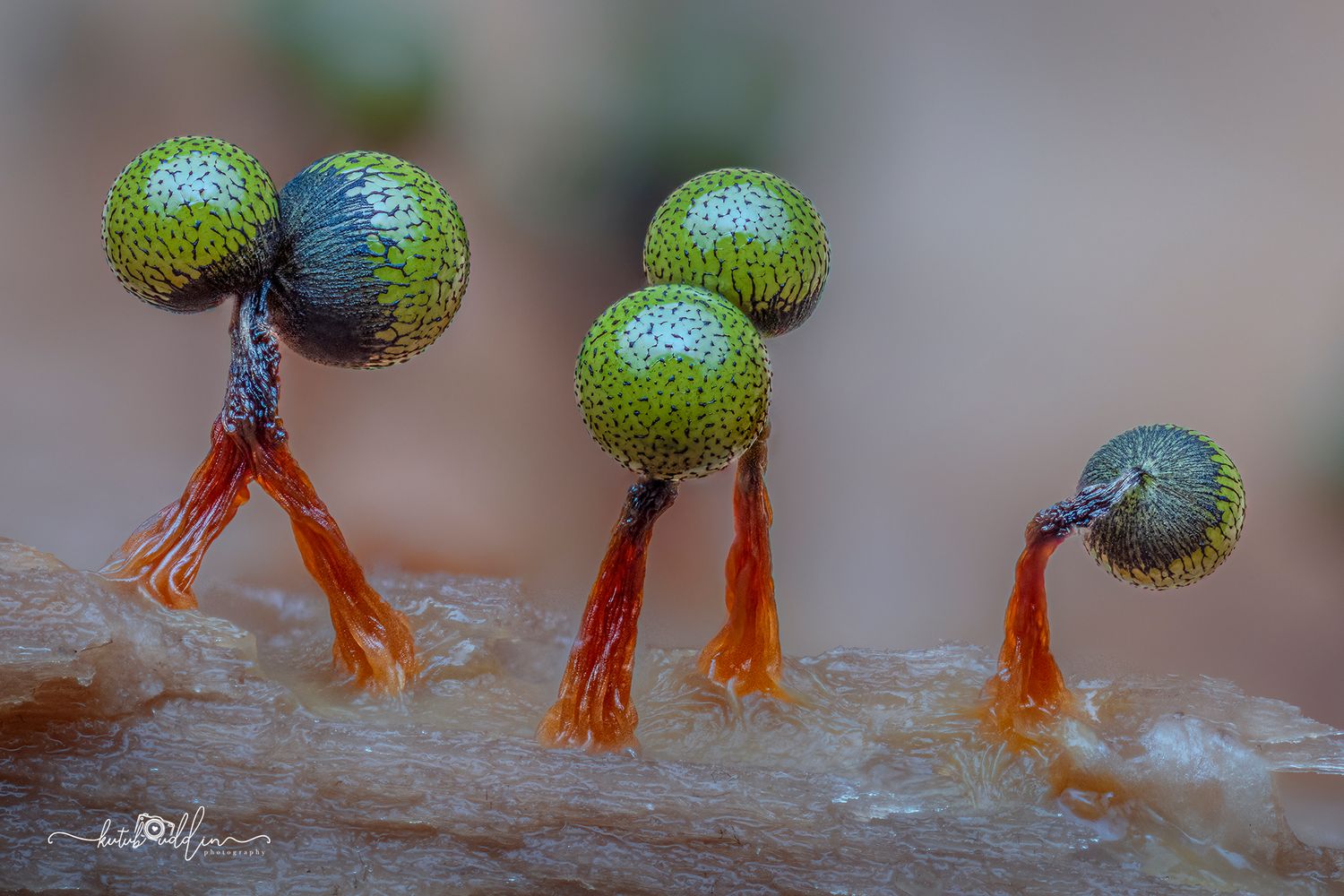 Macro photo of green spore-bearing slime mold fruiting bodies on orange stalks atop decaying wood.