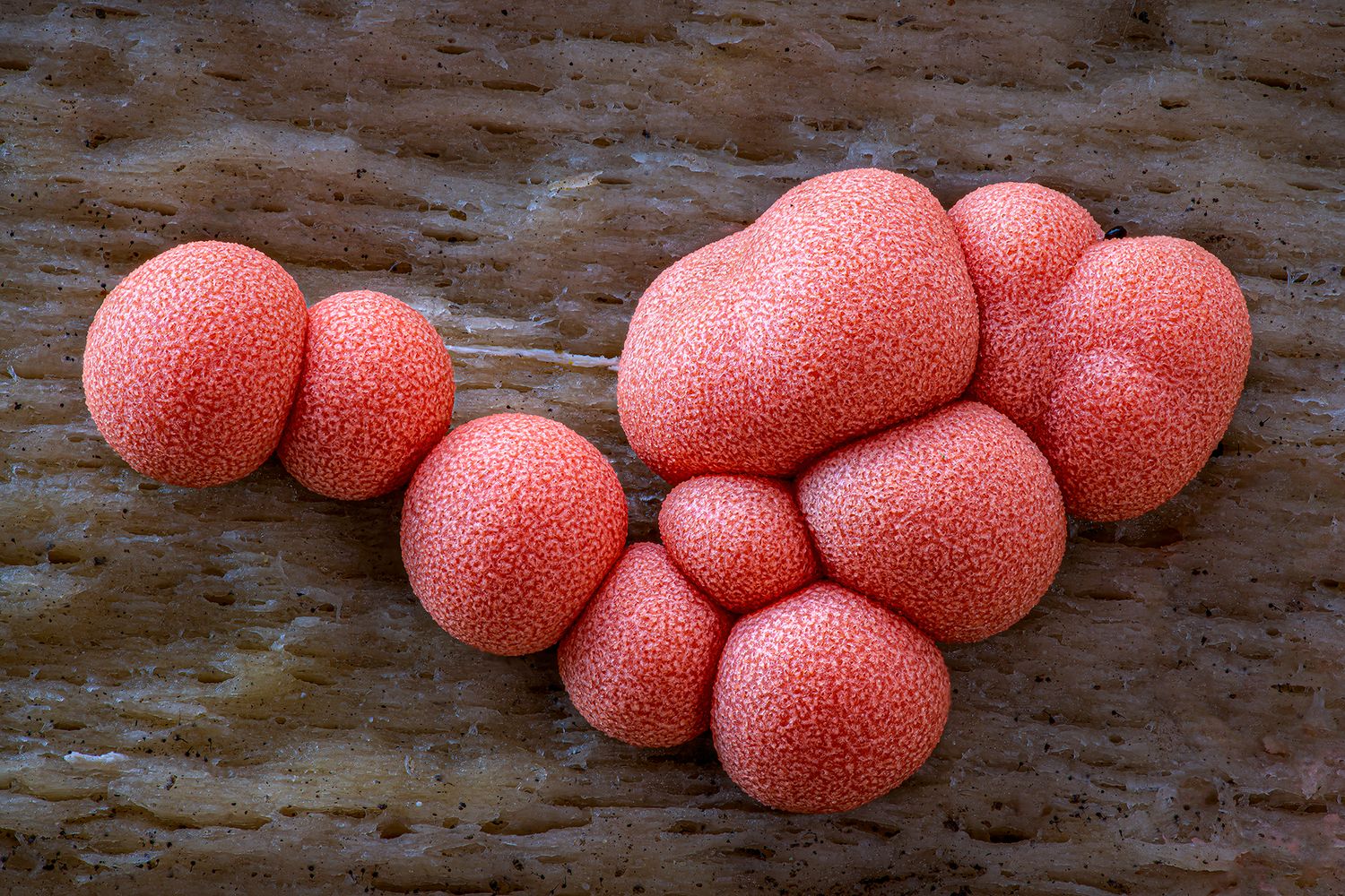 Kutub Uddin world’s  best slime molds, macro, fungi/mushroom photographer. join his photography workshops.  Online and on field workshops.