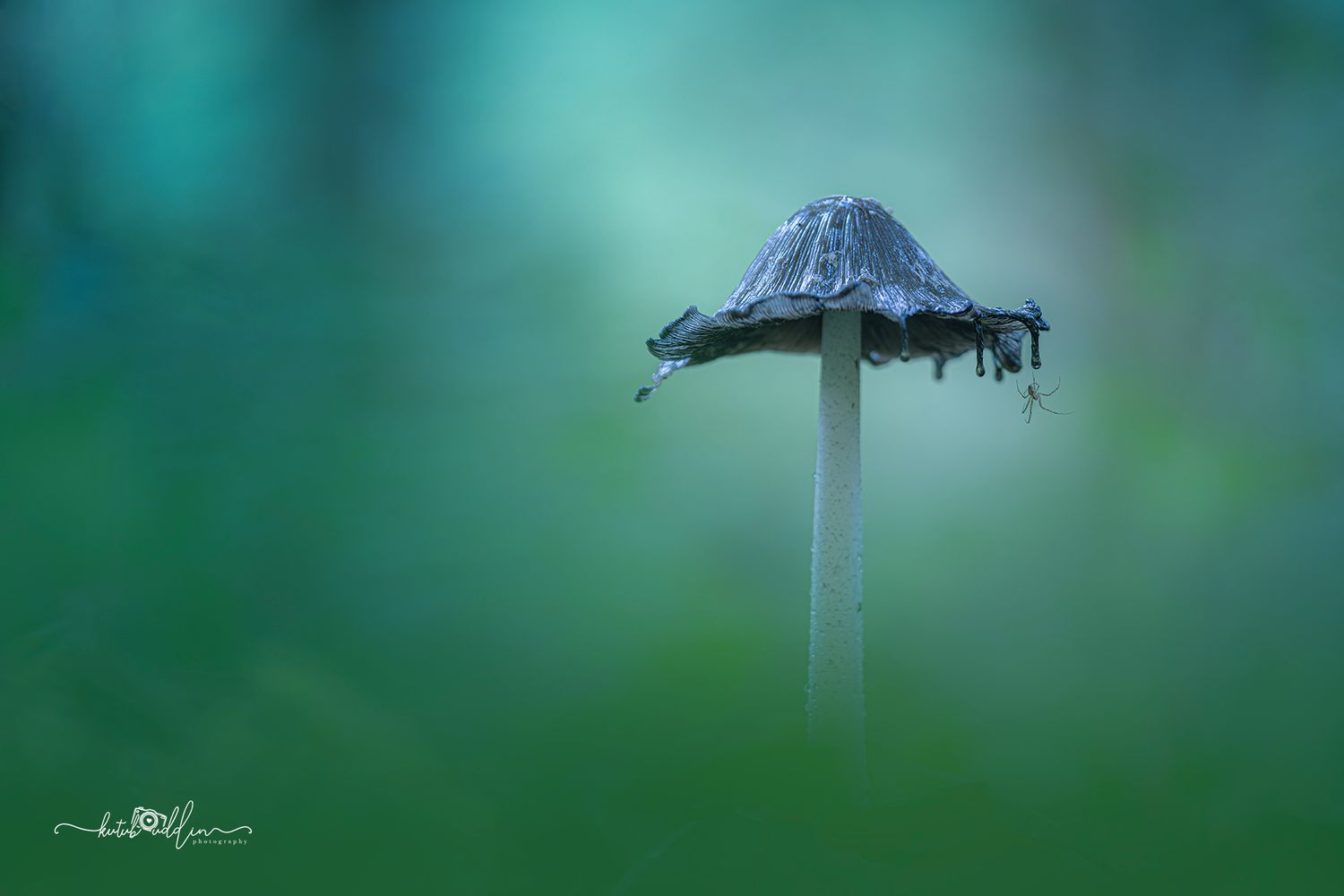 Kutub Uddin world’s  best slime molds, macro, fungi/mushroom photographer. join his photography workshops.  Online and on field workshops.
