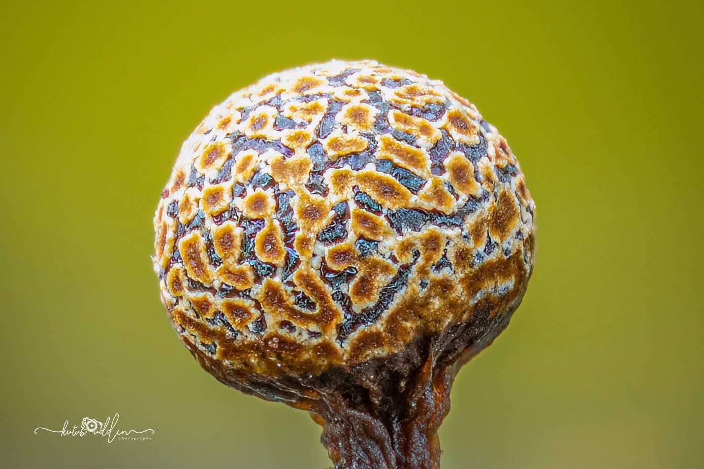 Close-up macro photo of a spherical fern fiddlehead with intricate orange and gray patterns against a green background.
