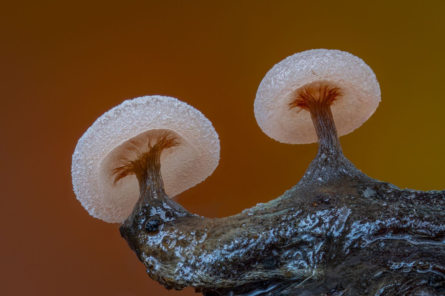 Kutub Uddin world’s  best slime molds, macro, fungi/mushroom photographer. join his photography workshops.  Online and on field workshops.
