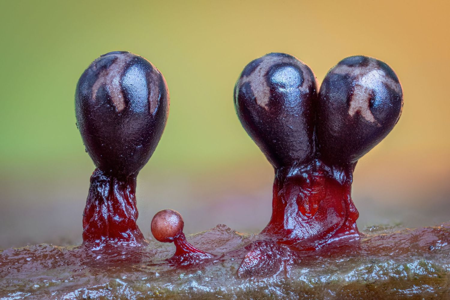 Kutub Uddin world’s  best slime molds, macro, fungi/mushroom photographer. join his photography workshops.  Online and on field workshops.