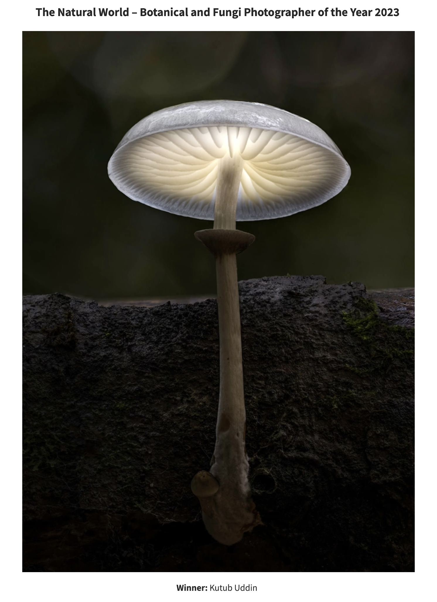 The Natural World – Botanical and Fungi Photographer of the Year 2023
Award-winning macro photograph of a glowing mushroom, winner of The So