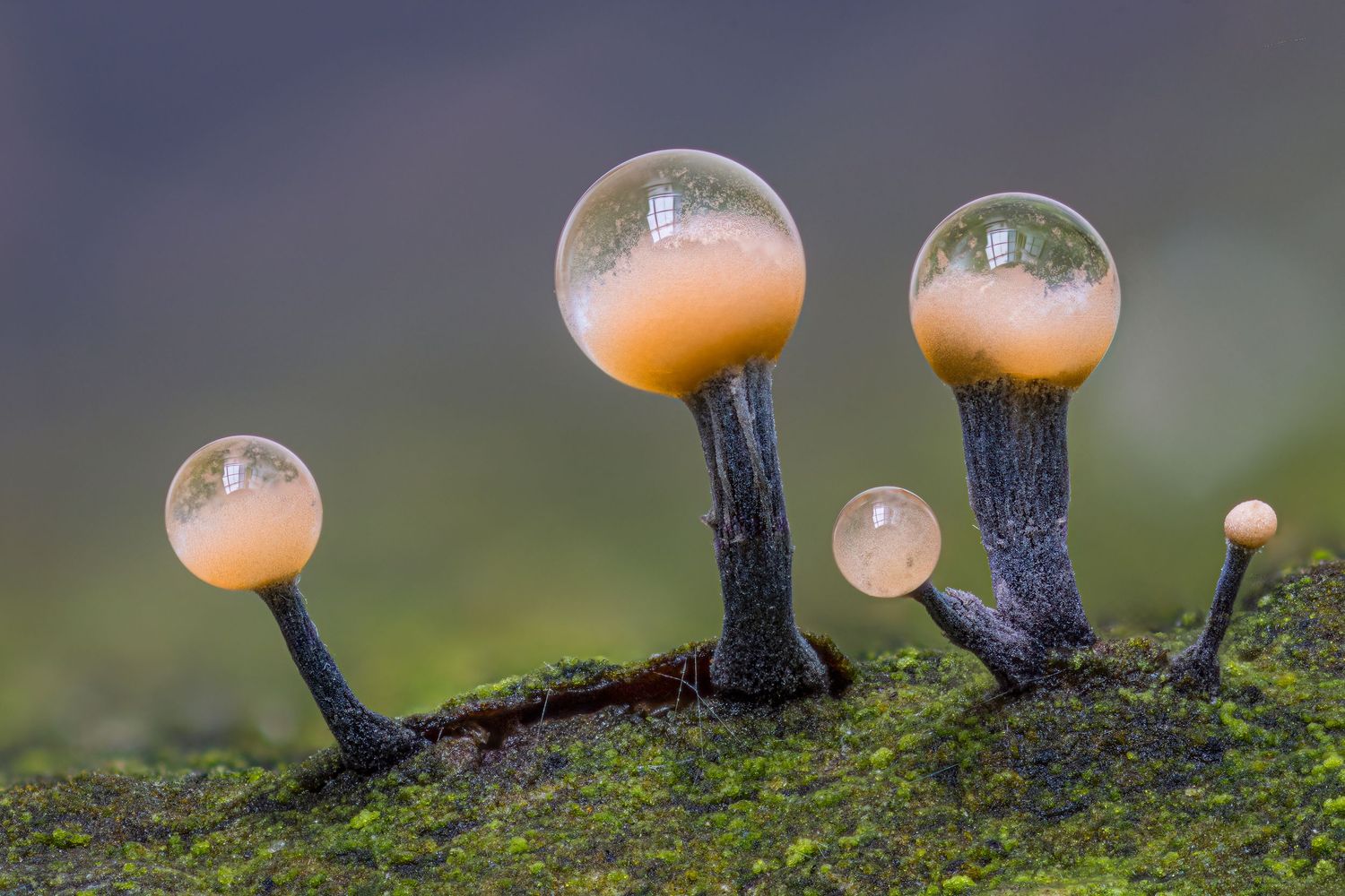 Close-up of translucent mushrooms with glassy caps growing on moss-covered wood in a misty forest setting.