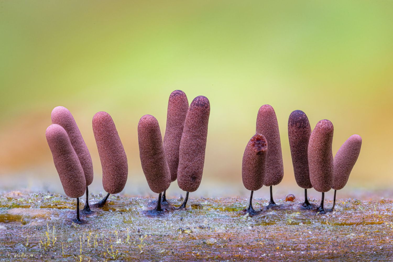 Close-up of brown cylindrical slime mold fungi standing upright on thin stalks against a soft green background.