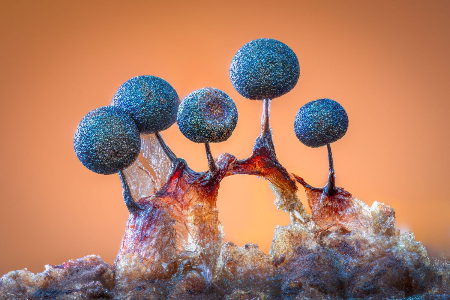 Kutub Uddin world’s  best slime molds, macro, fungi/mushroom photographer. join his photography workshops.  Online and on field workshops.