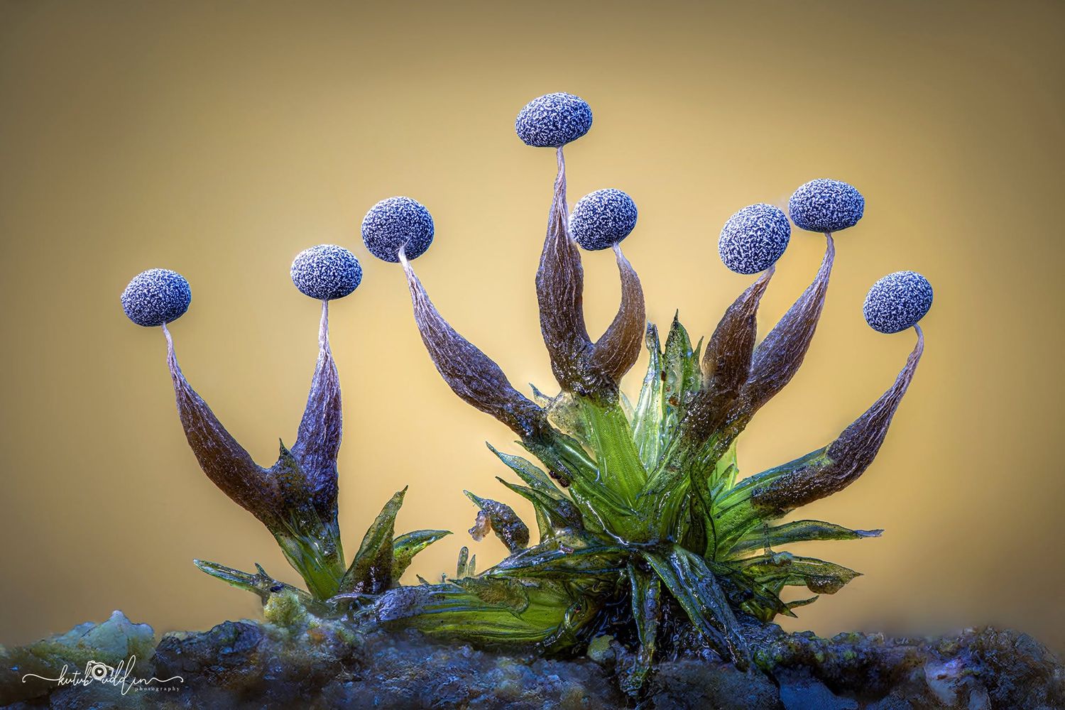 Macro photo of tiny blue-capped slime mold sporangia growing on moss against a warm golden background.