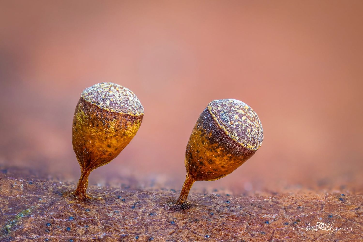 Two acorns with textured caps balanced upright on a rustic surface against a warm reddish-brown blurred background.