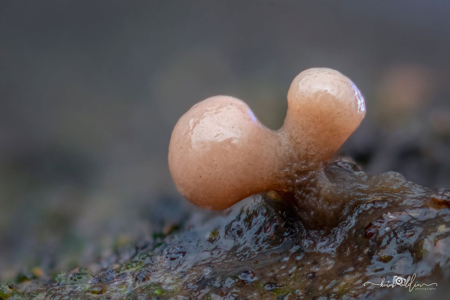 Macro photo of a delicate pink heart-shaped slime mold fruiting body on a wet rocky surface.