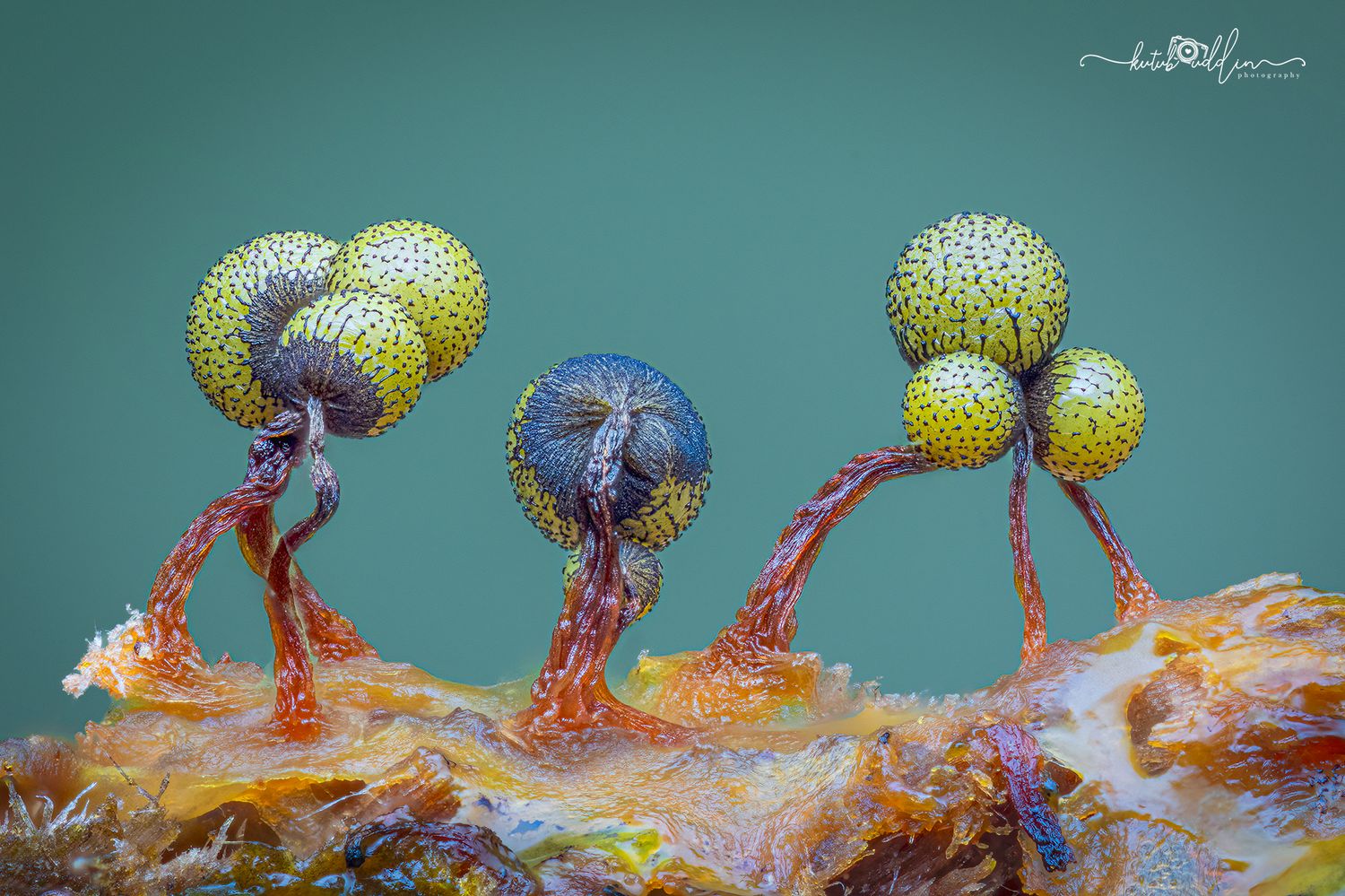 Macro photo of slime mold sporangia with yellow-green globular heads on red stalks against teal background.
