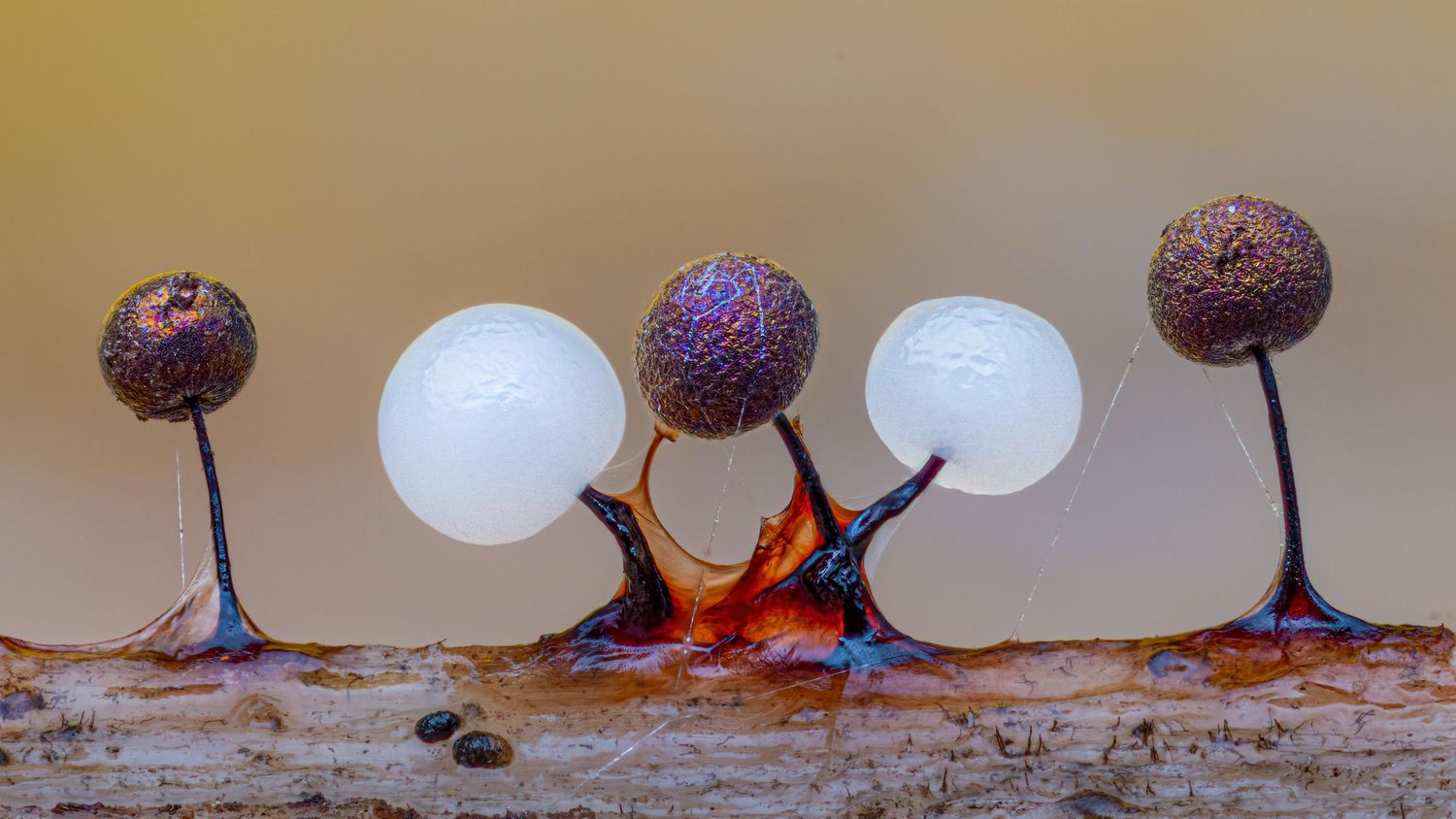Macro photo of slime mold fruiting bodies with spherical spore heads on thin stalks against a warm beige background.