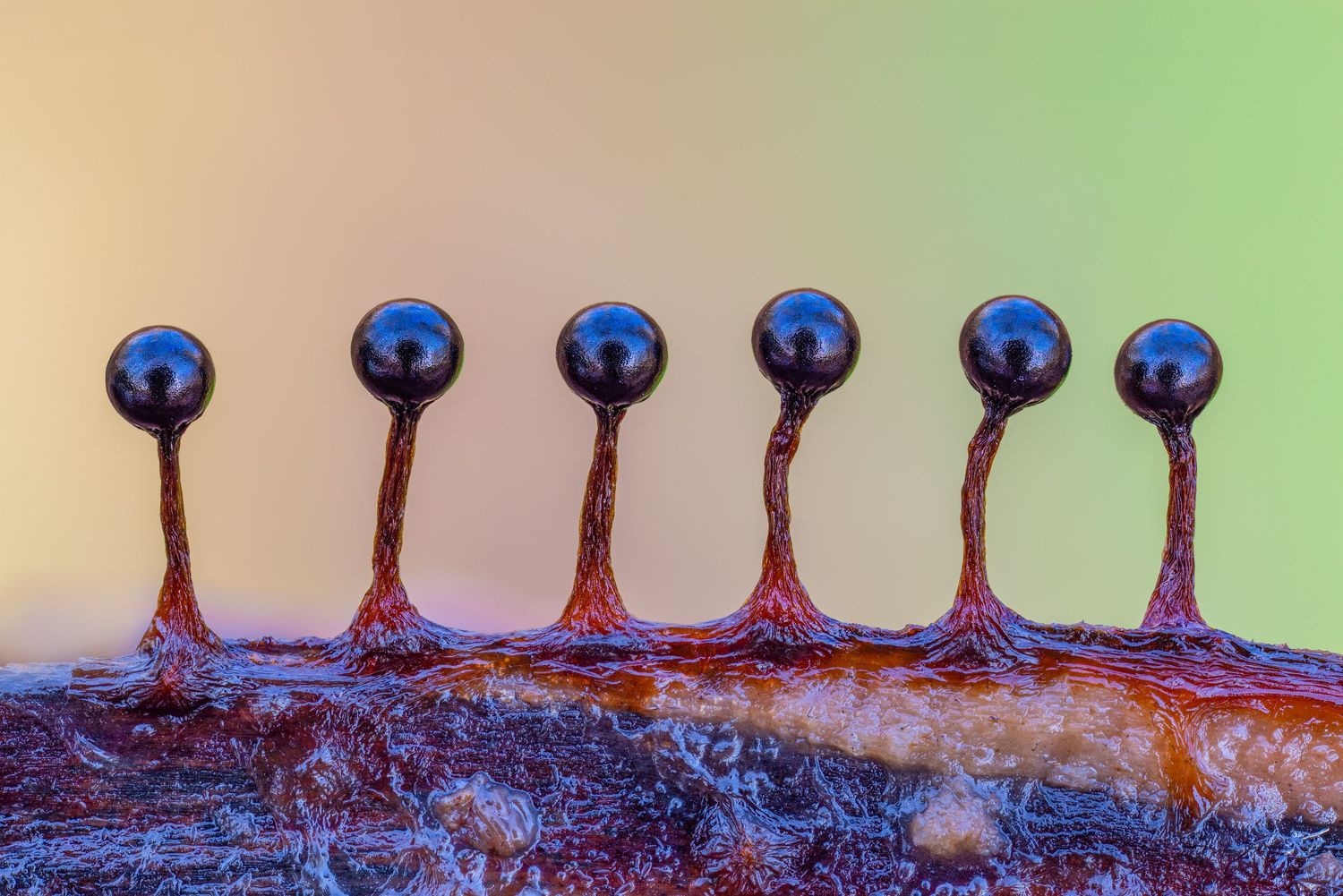 Kutub Uddin world’s  best slime molds, macro, fungi/mushroom photographer. join his photography workshops.  Online and on field workshops.