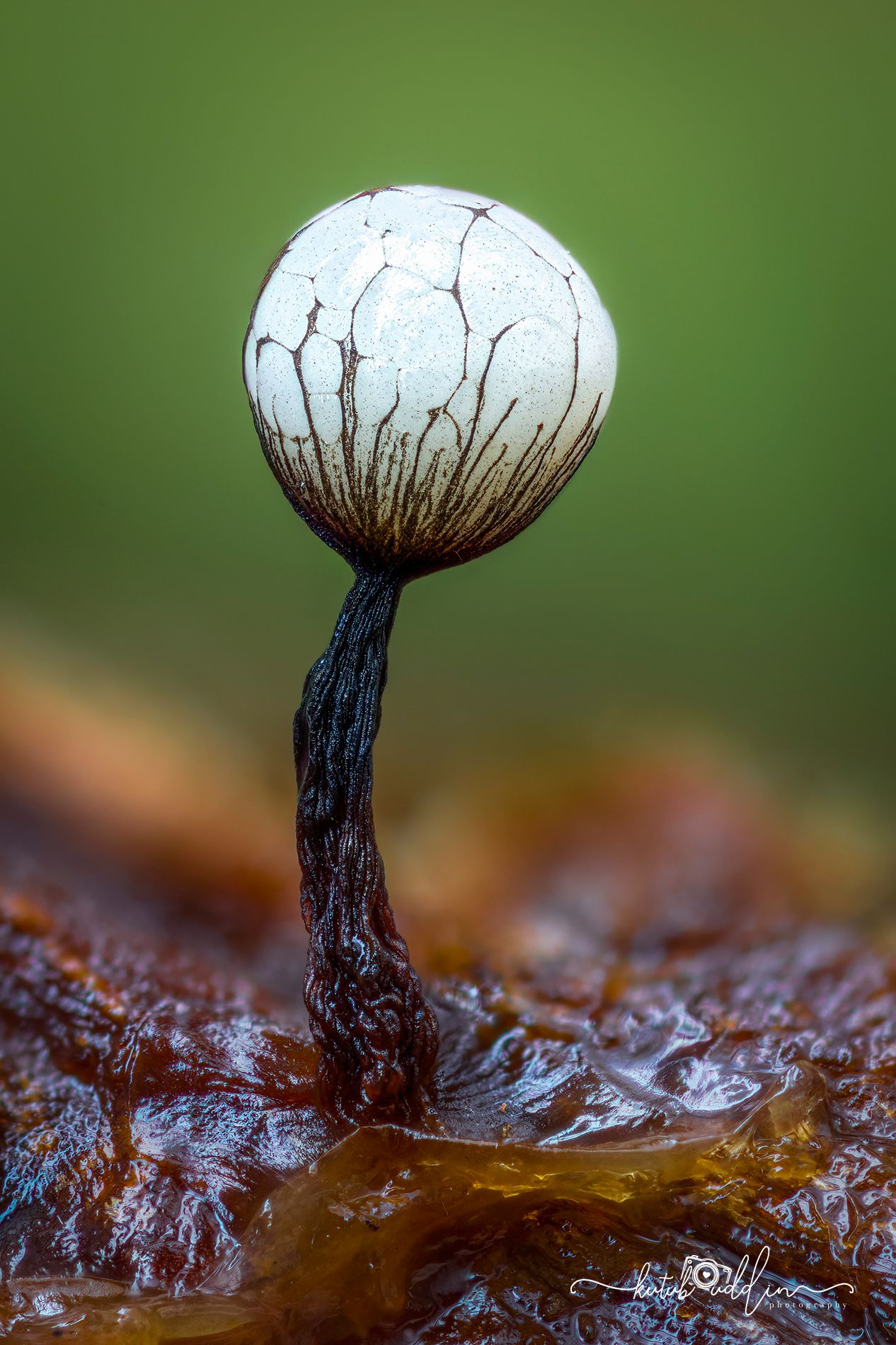 Macro photo of a tiny white spherical slime mold sporangiophore with dark veins on a thin black stalk against green background.