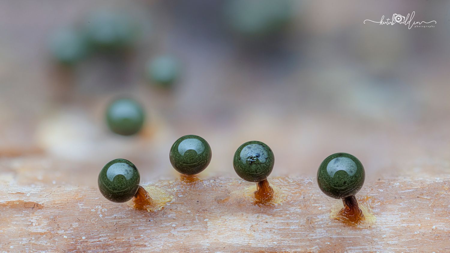 Close-up macro photo of tiny dark green spherical slime mold sporangia on delicate stalks against a blurred background.