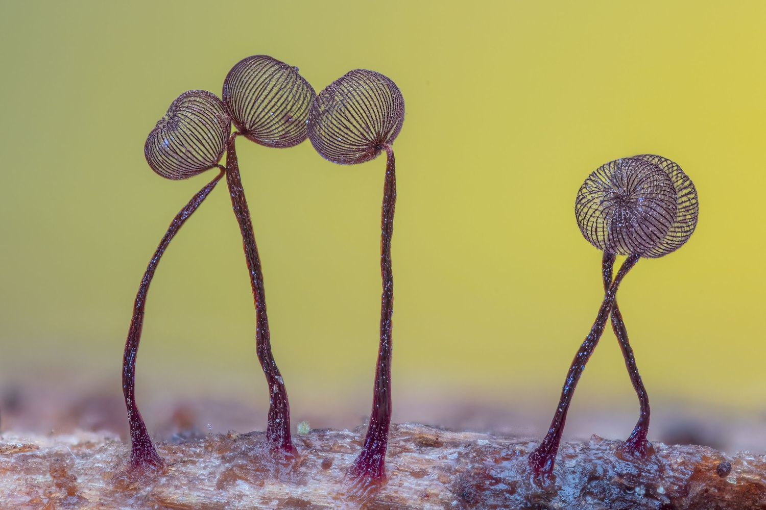 Kutub Uddin world’s  best slime molds, macro, fungi/mushroom photographer. join his photography workshops.  Online and on field workshops.