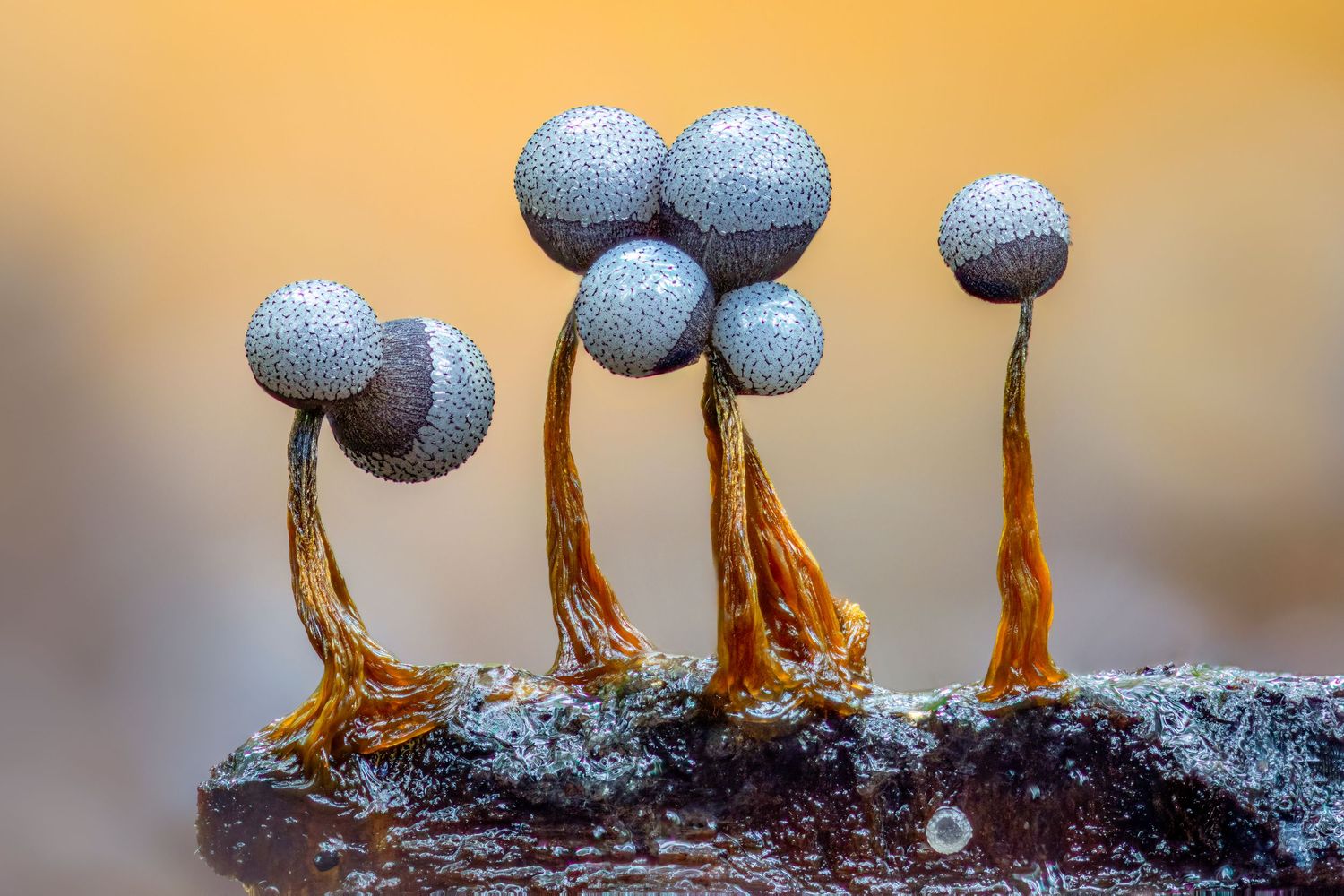 Close-up macro photo of tiny slime mold sporangia with gray globular heads on orange stalks against warm bokeh background.