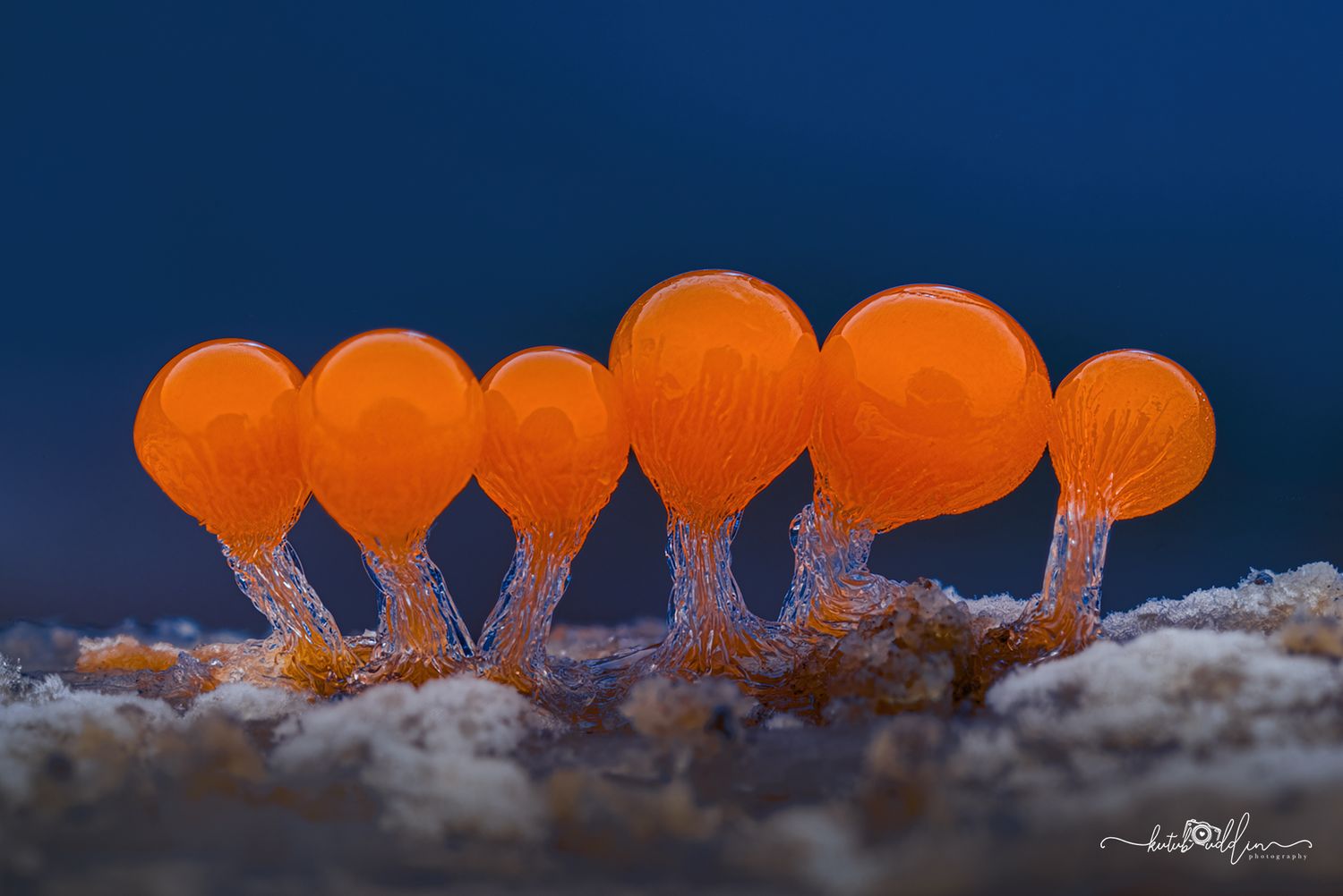 Close-up macro photo of vibrant orange slime mold sporangia on delicate stalks against a deep blue background.