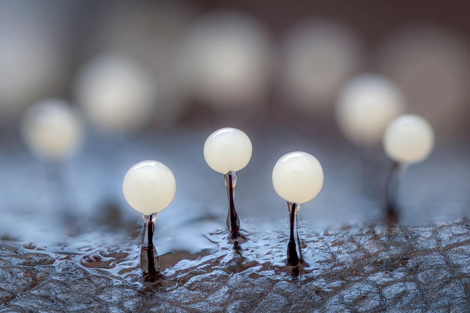 Kutub Uddin world’s  best slime molds, macro, fungi/mushroom photographer. join his photography workshops.  Online and on field workshops.