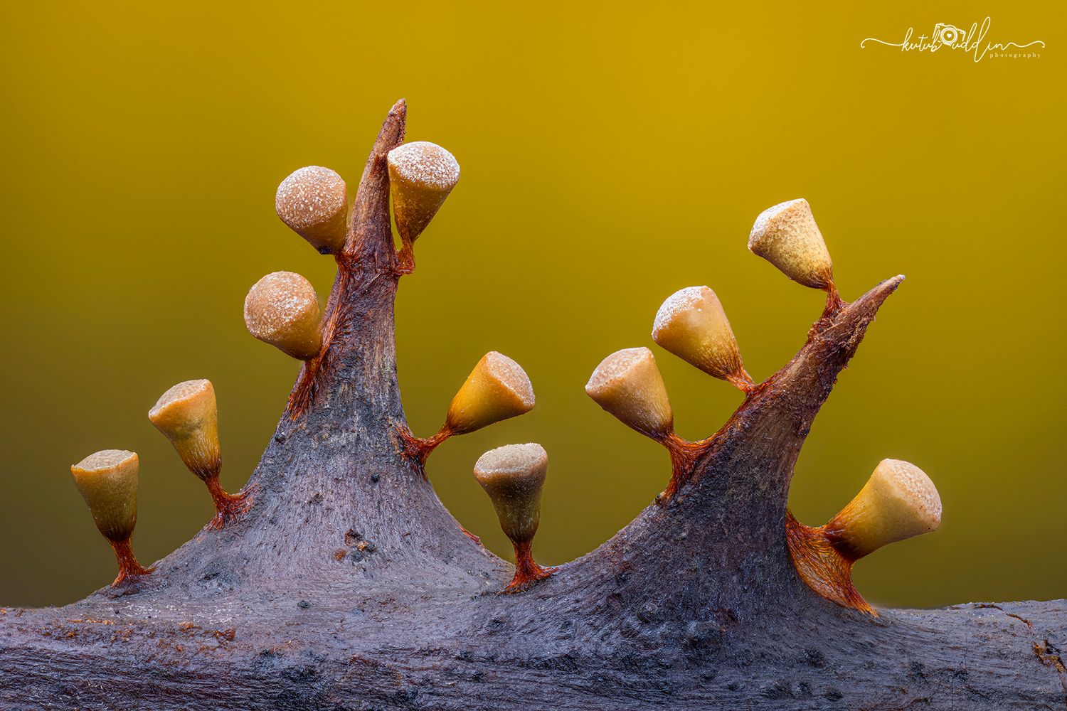 Kutub Uddin world’s  best slime molds, macro, fungi/mushroom photographer. join his photography workshops.  Online and on field workshops.