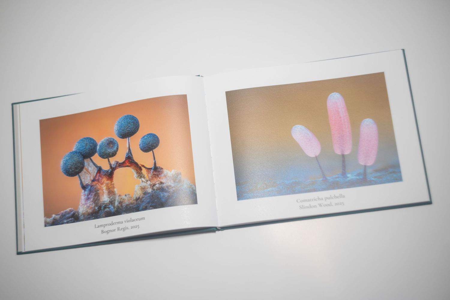 Open hardcover book displaying two macro photography images of colorful fungi and slime molds on white pages.