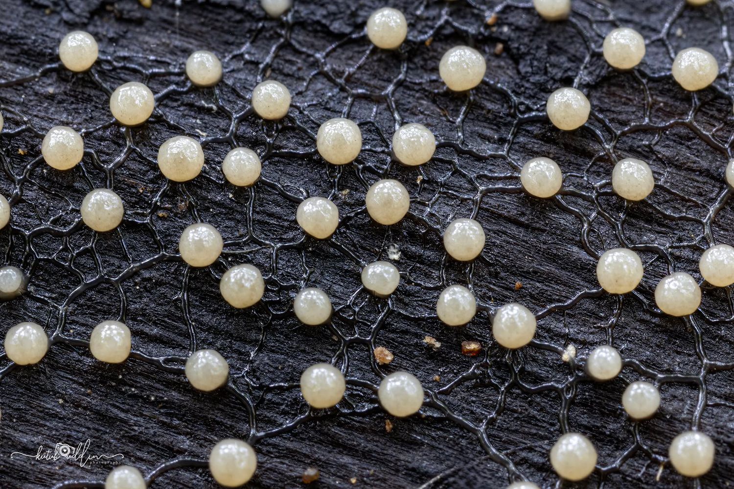 Close-up macro photo of small round white pearl-like eggs scattered across dark textured surface.
