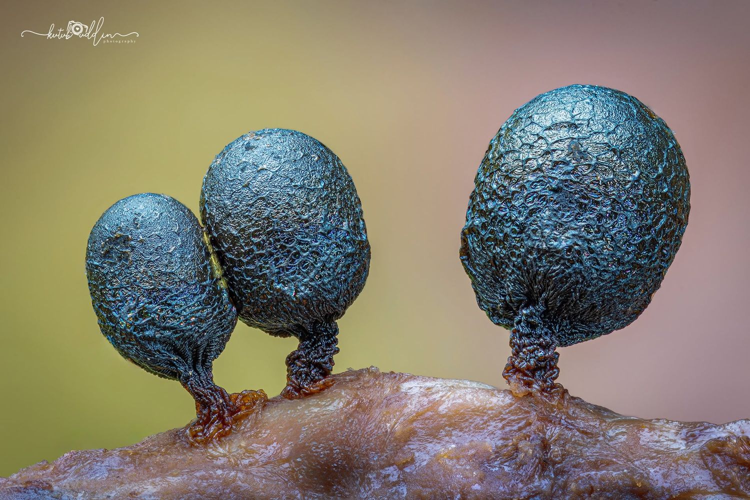 Close-up macro photo of three dark teal slime mold sporangia on stalks against a warm bokeh background.