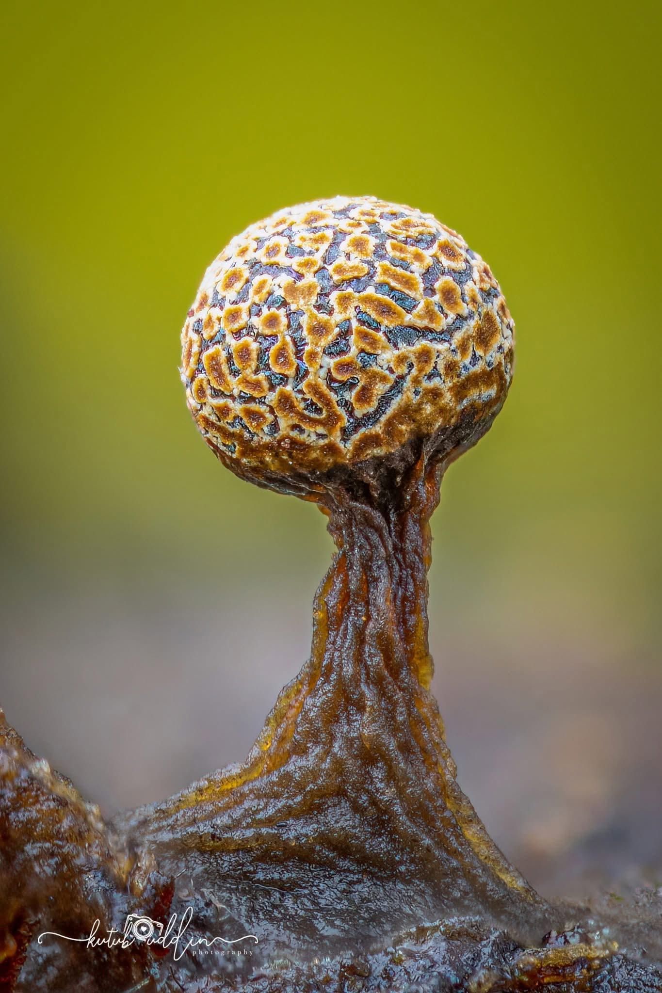Close-up macro photo of a single spherical slime mold sporangium on a dark stalk against green background.