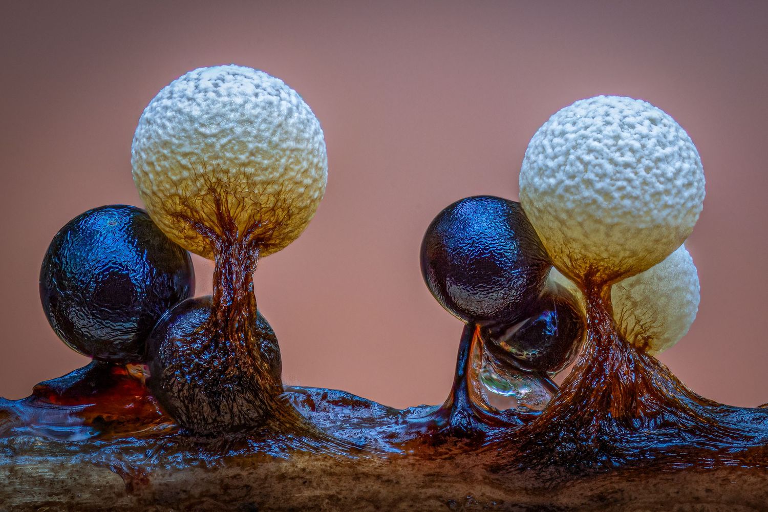 Kutub Uddin world’s  best slime molds, macro, fungi/mushroom photographer. join his photography workshops.  Online and on field workshops.