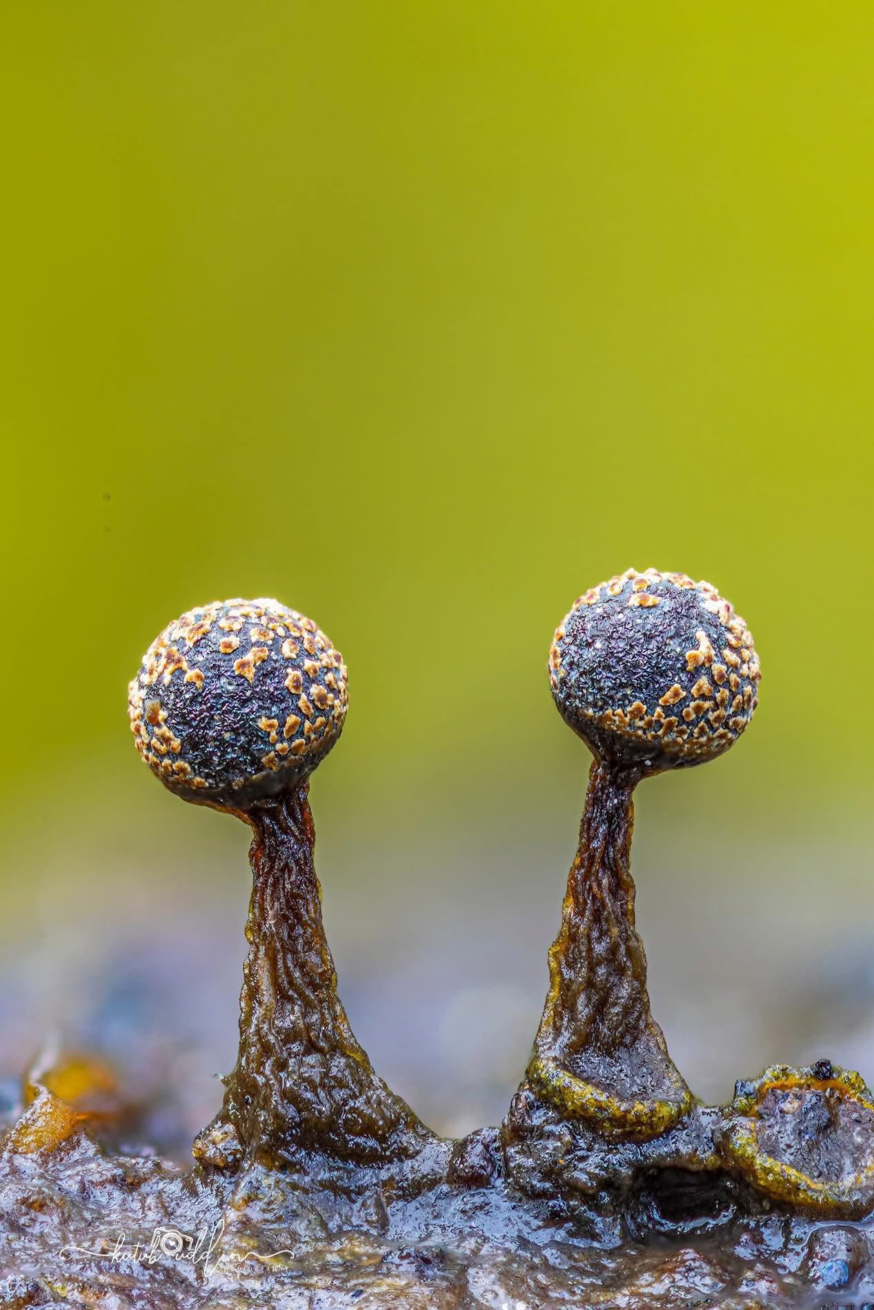 Macro photo of two spherical slime mold sporangia on dark stalks with yellow-green bokeh background.