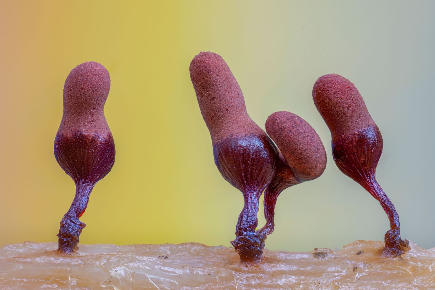 Kutub Uddin world’s  best slime molds, macro, fungi/mushroom photographer. join his photography workshops.  Online and on field workshops.