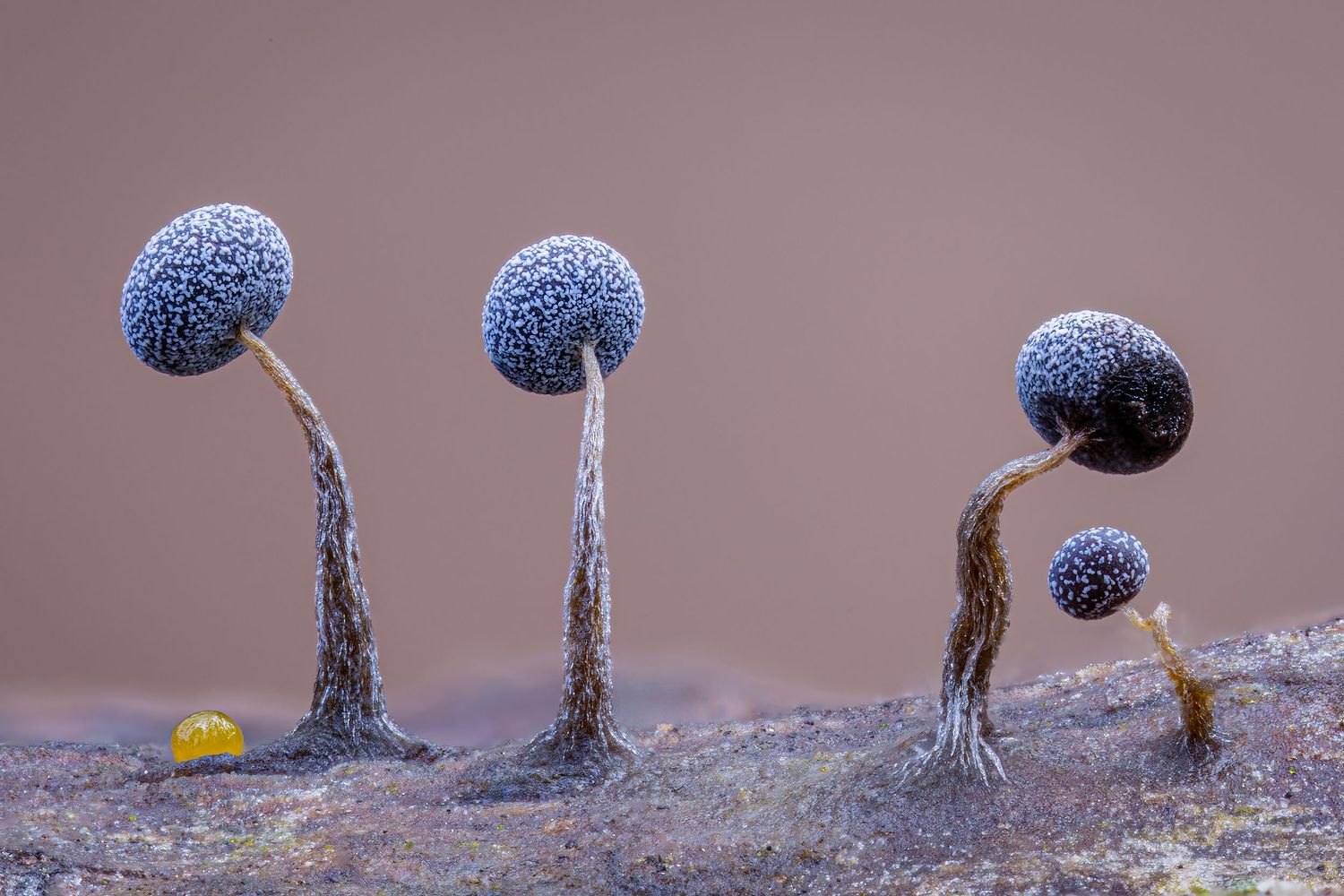 Kutub Uddin world’s  best slime molds, macro, fungi/mushroom photographer. join his photography workshops.  Online and on field workshops.