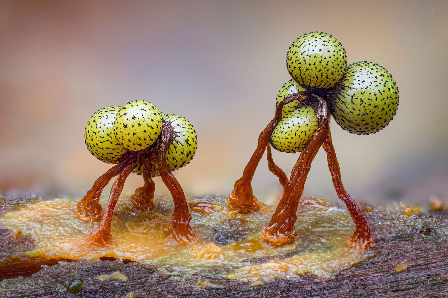 Kutub Uddin world’s  best slime molds, macro, fungi/mushroom photographer. join his photography workshops.  Online and on field workshops.